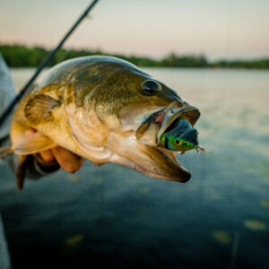 Topwater Frog Fishing Tips