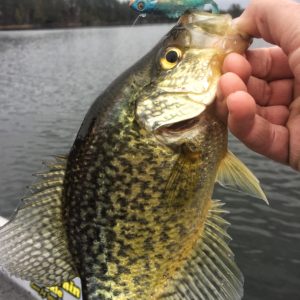 Impulse Live Rigged Paddle Minnow – Northland Fishing Tackle