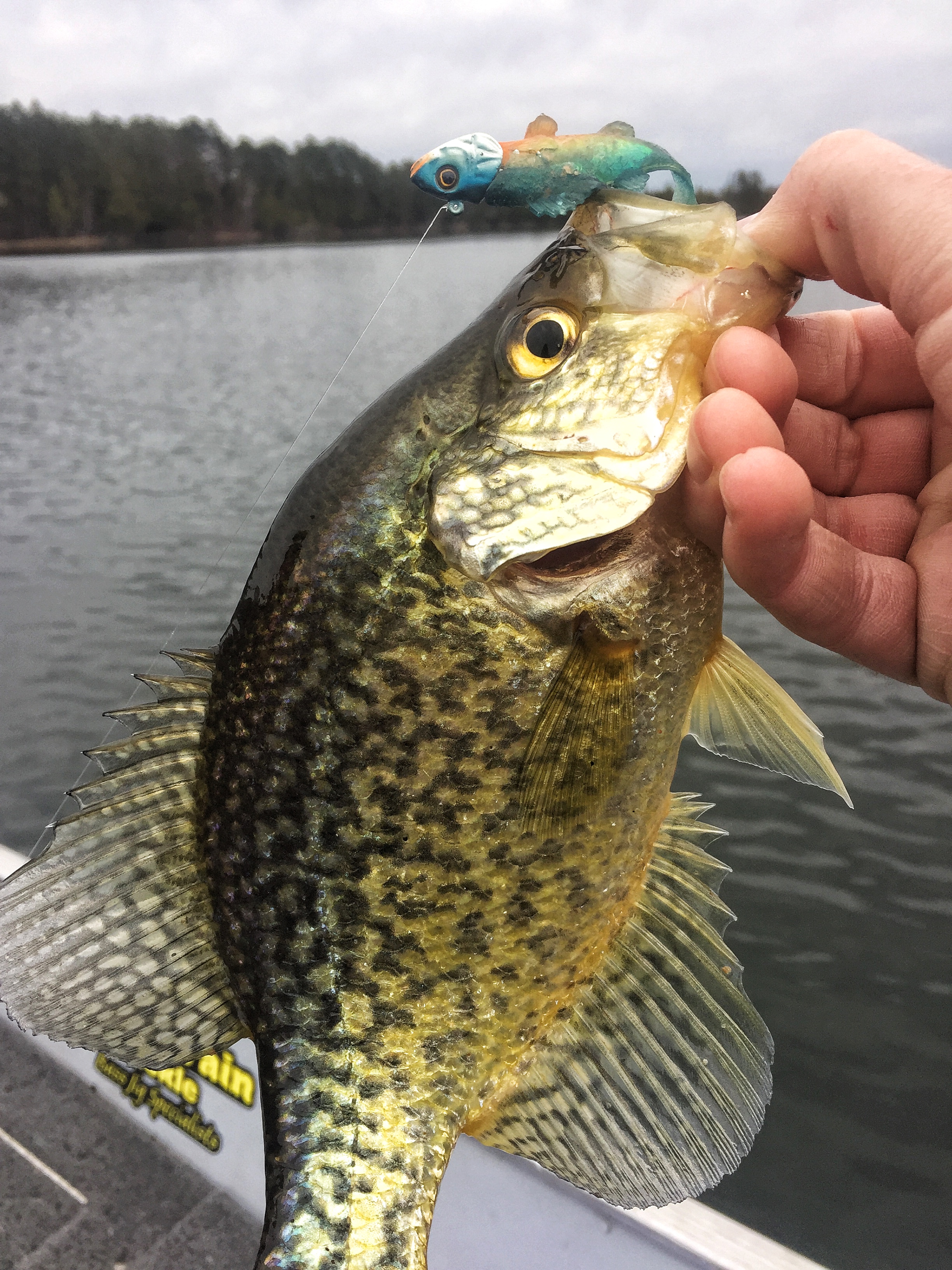 A crappie that was caught on Northland Fishing Tackle Mimic Minnow.