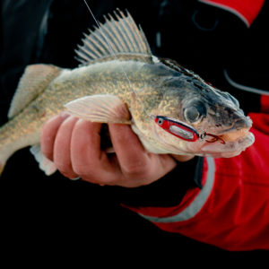 Red Lake First Ice