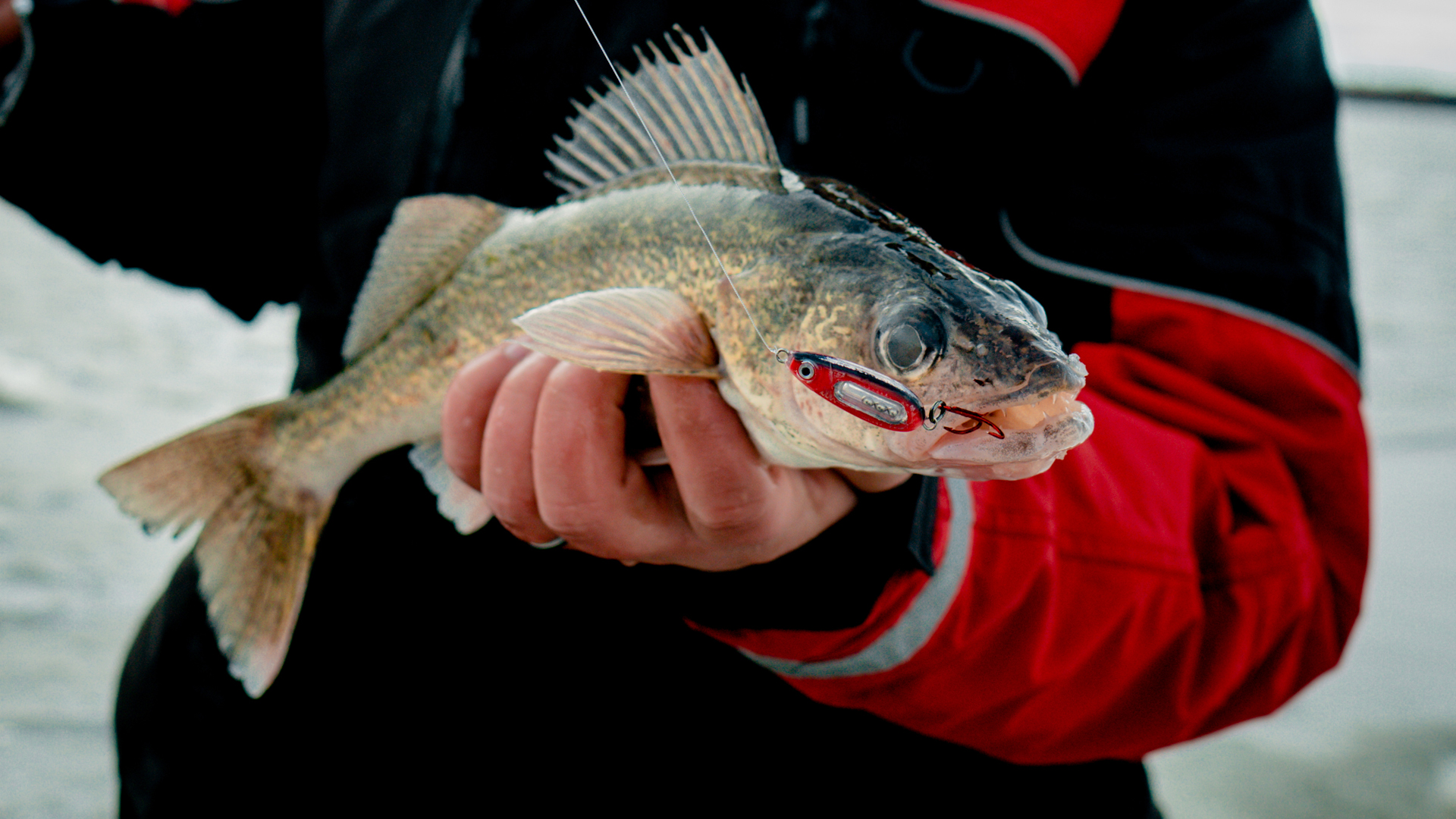 Ice Fishing Walleyes! Deadstick or Jigging? First Fish Of The