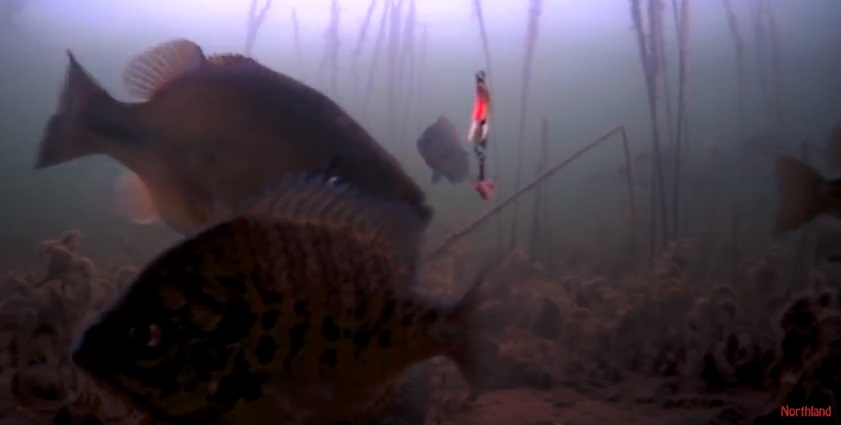 Underwater camera view of early ice fishing bluegilles