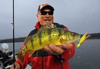 Fisherman holding up a yellow perch he caught fishing with a small hair jig.