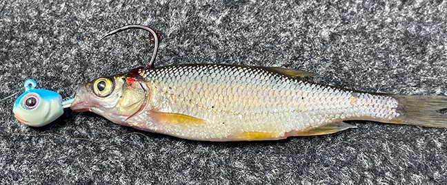 MVP Jig with Shiner Minnow