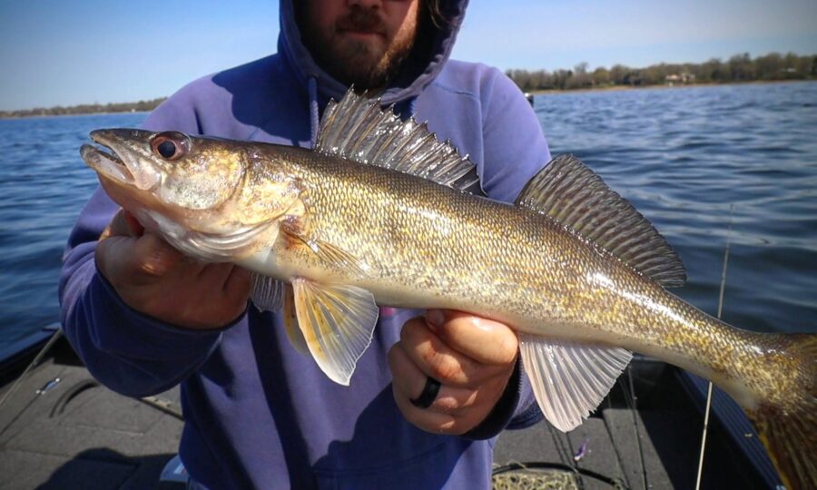 How To Catch Spring Walleyes