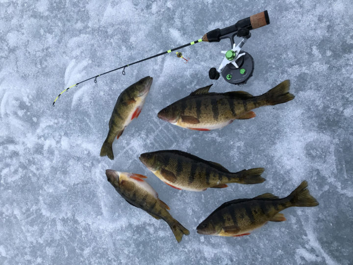 Ice fishing for perch