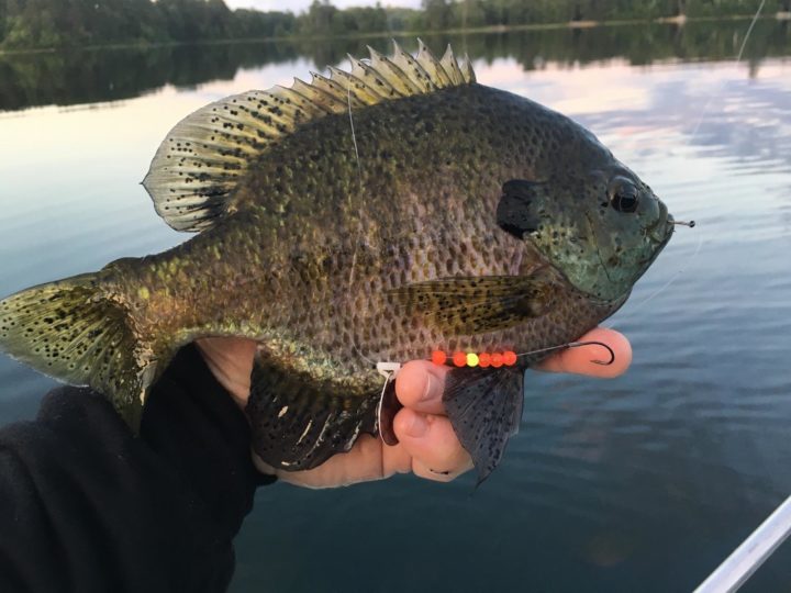 Bluegill caught on a spinner rig