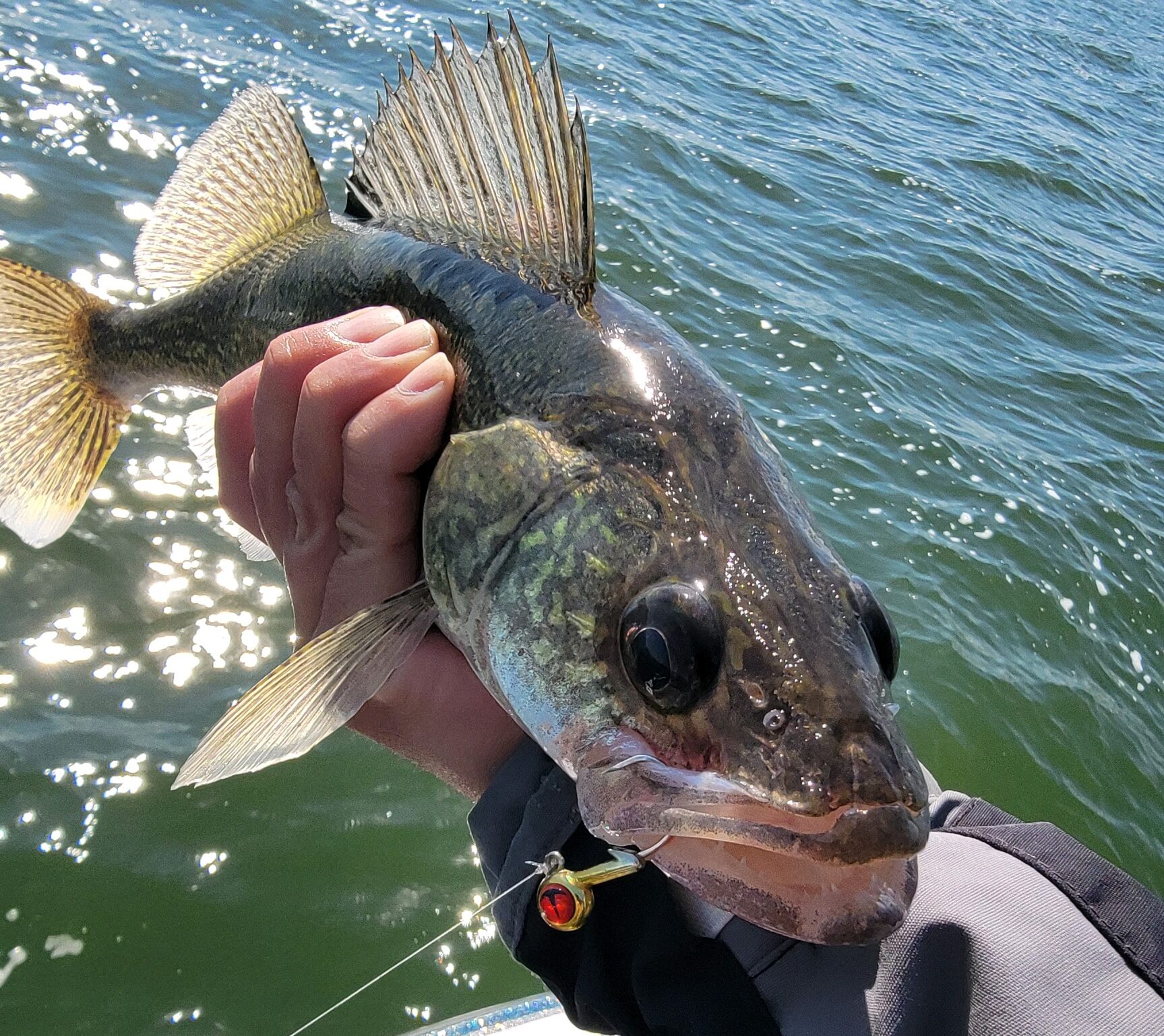 Tungsten Jigs & Forward Facing Sonar