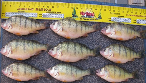 Perch caught on the Buck-Shot Spoon with Dropper Hook