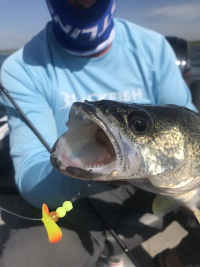 Walleye caught on a Butterfly Blade rig