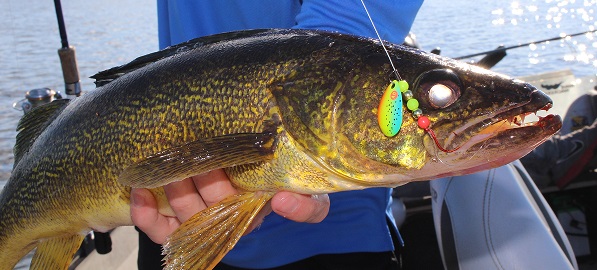Walleye caught on a live-bait spinner rig.