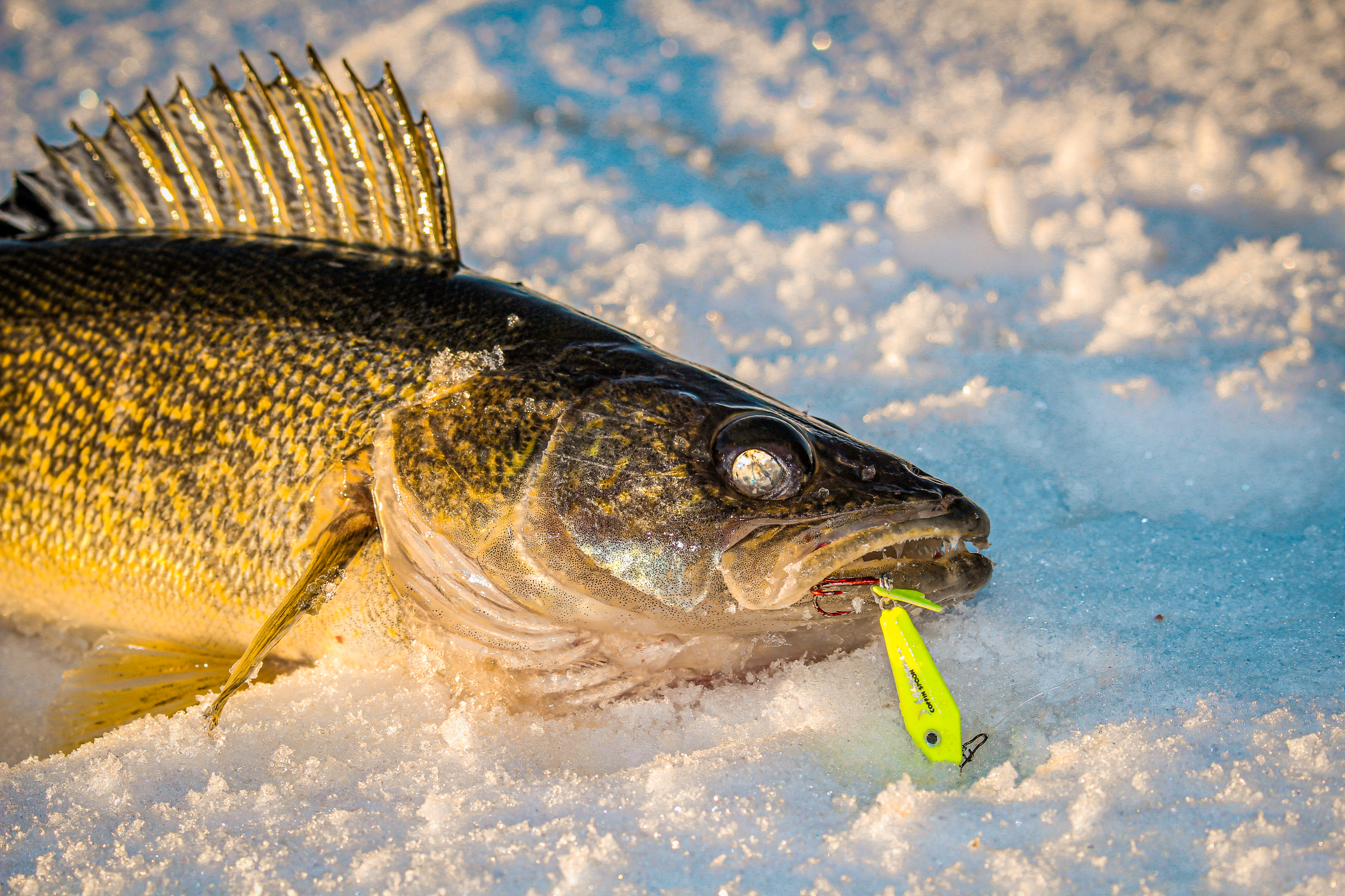 Gear for First Time Walleye Fishing: Walleye 101 – Musky Shop