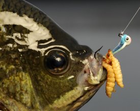 Bluegill with a Northland Fishing Tackle jig in it's mouth.