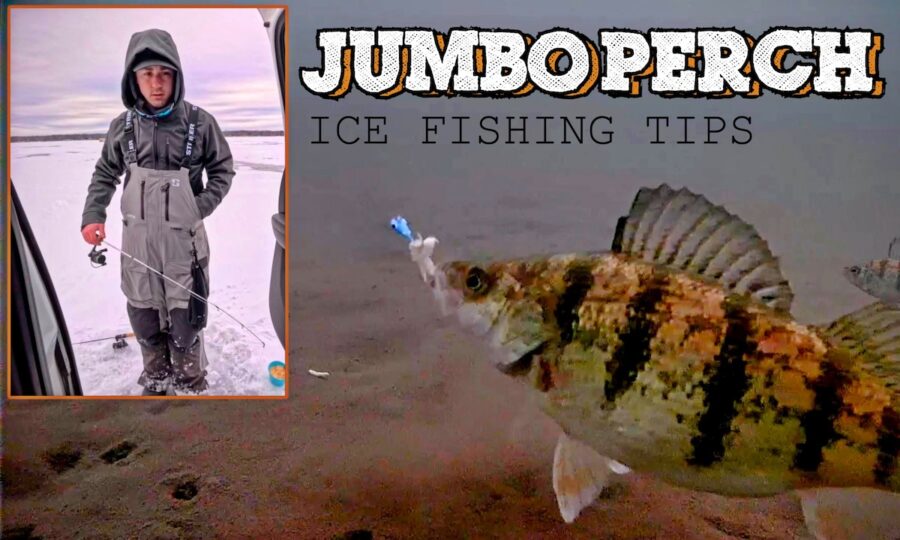 5 Jumbo Perch Tips