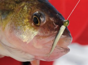 Yellow Perch caught on an Impulse Mini Smelt