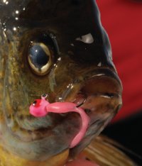 Bluegill caught on an Impulse Tapeworm