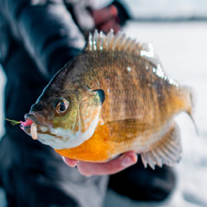 Rigged Tungsten Ice Jigs