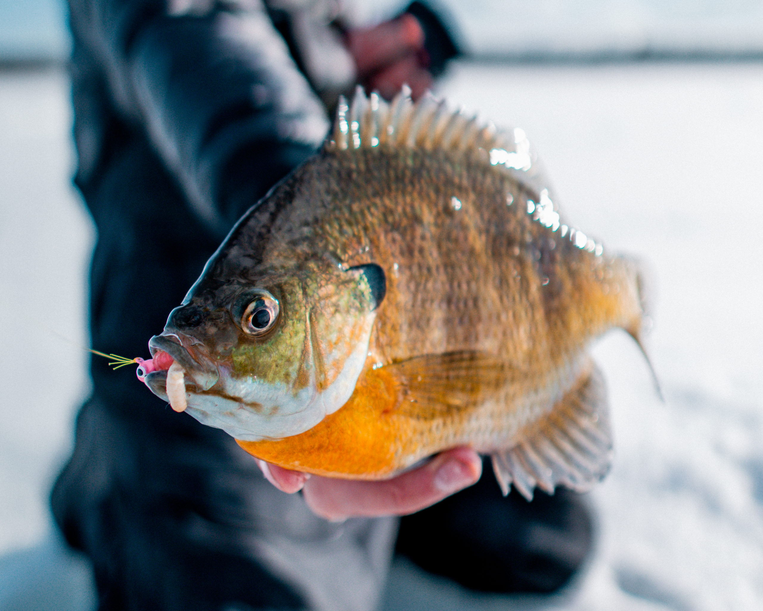 Ice Fishing Crappie With Tungsten Jigs and Plastics 