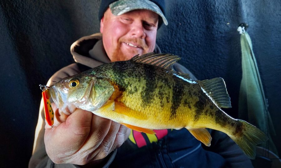 Jumbo Perch: Tactics, Locations & Underwater Strikes