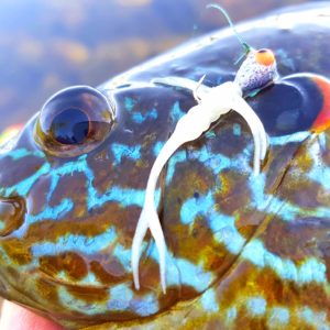 Spring Panfish