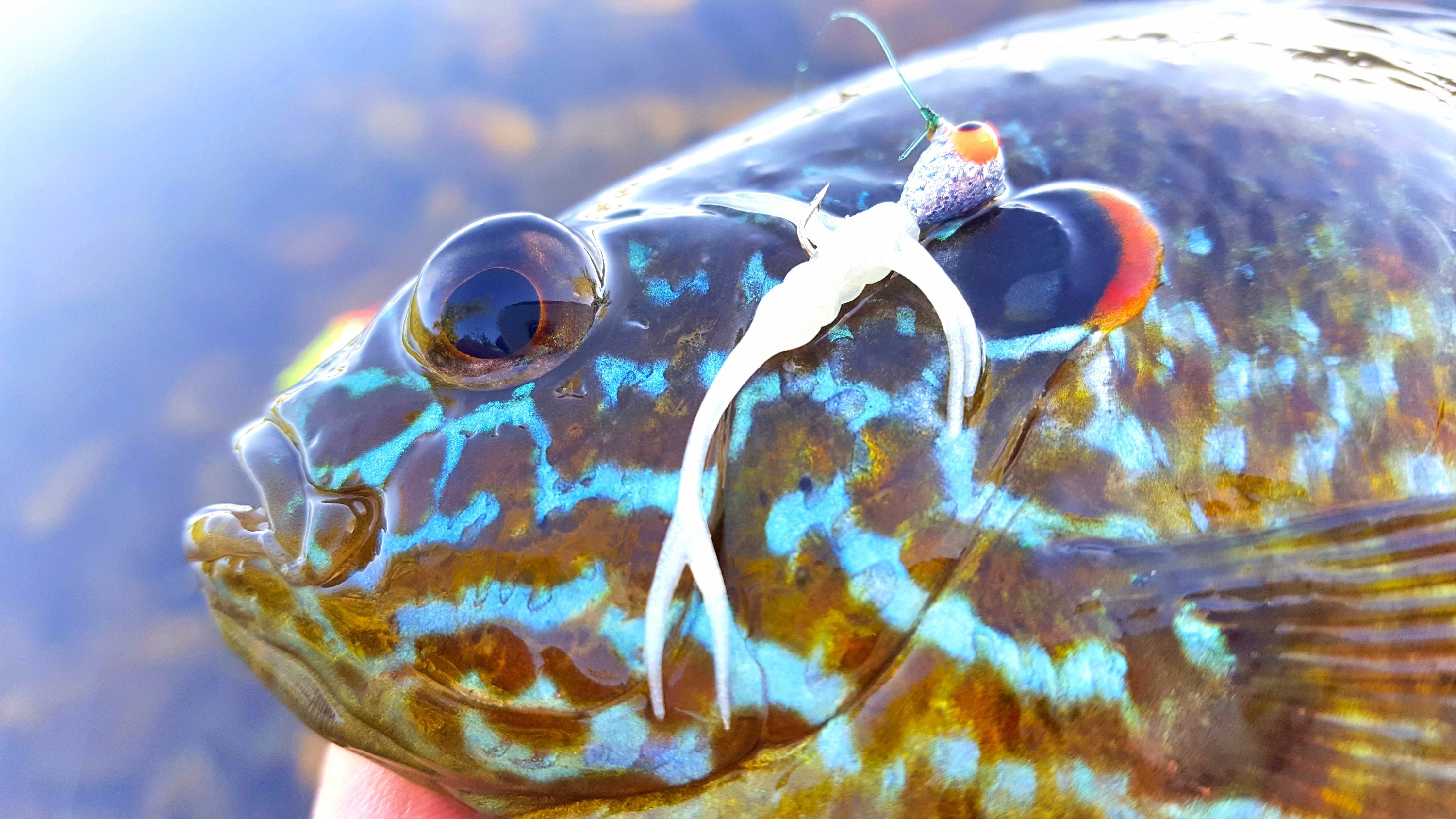 Sunfish caught on a jig.