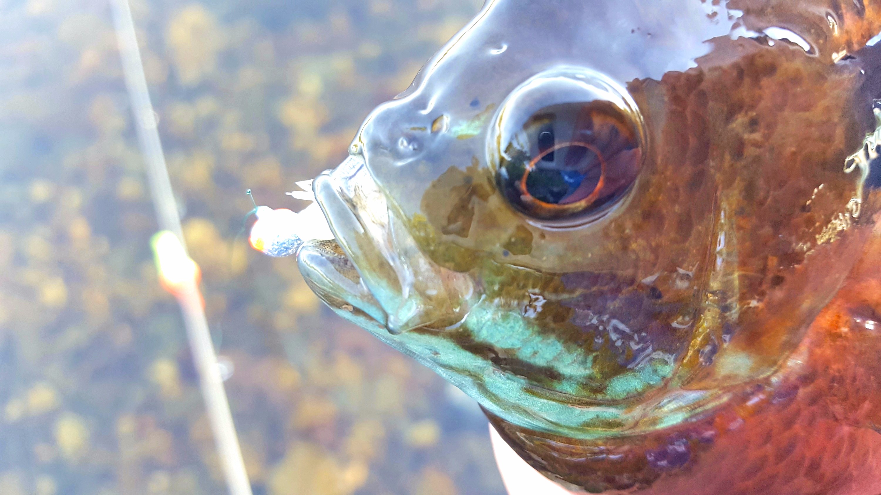 Bluegill caught on a small jig head.