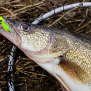 Muddy Water River Walleye