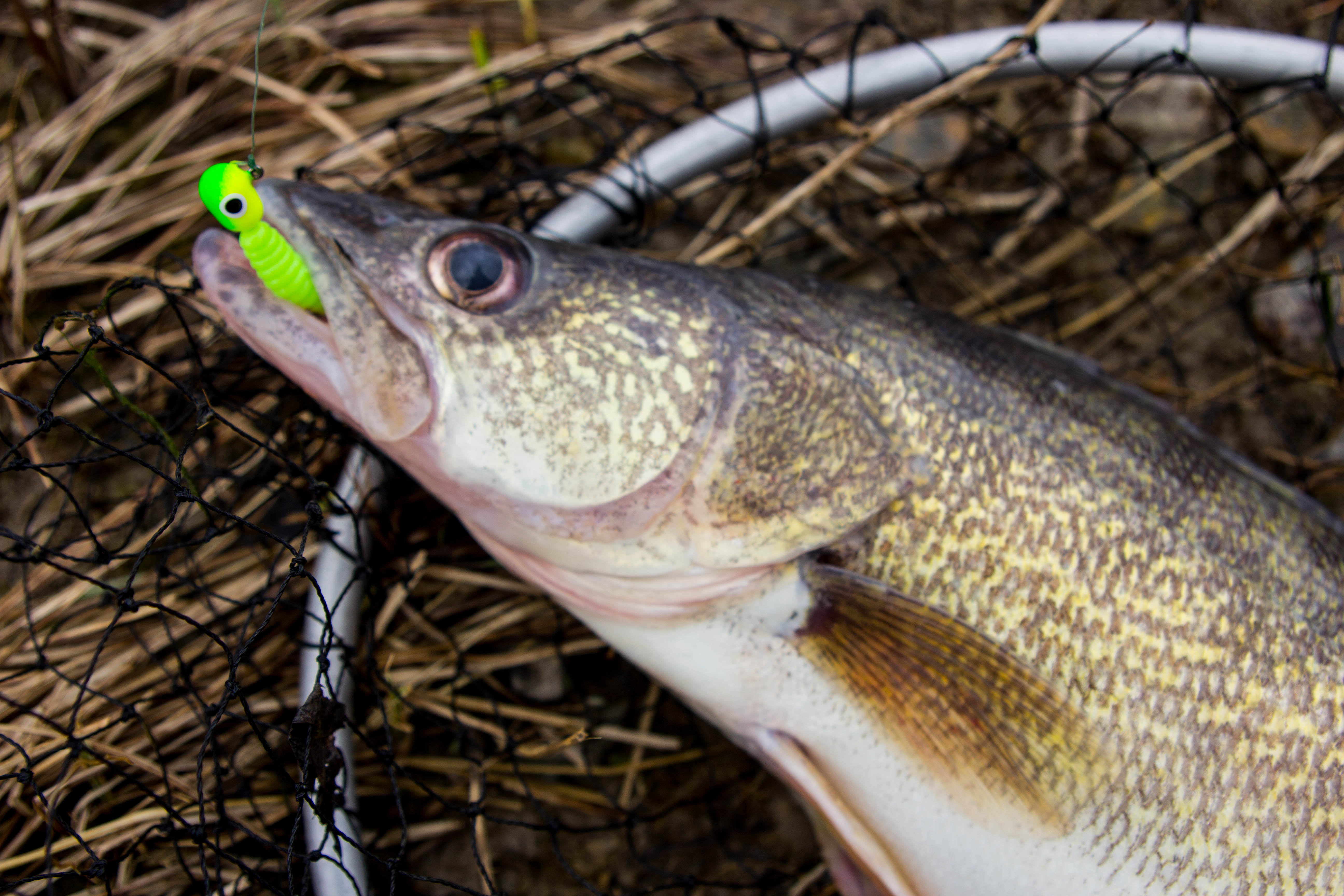 High muddy water walleye have dramatically reduced strike zones. In a clearer water situation, it’s common for walleye to react to a lure.