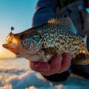 Must Have Tungsten Ice Jig