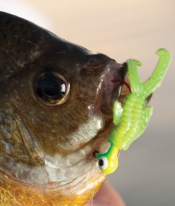 Bluegill with a Northland Fishing Tackle Impulse Rigged Water Bug in it's mouth.