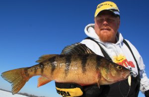 Bro catching perch ice fishing