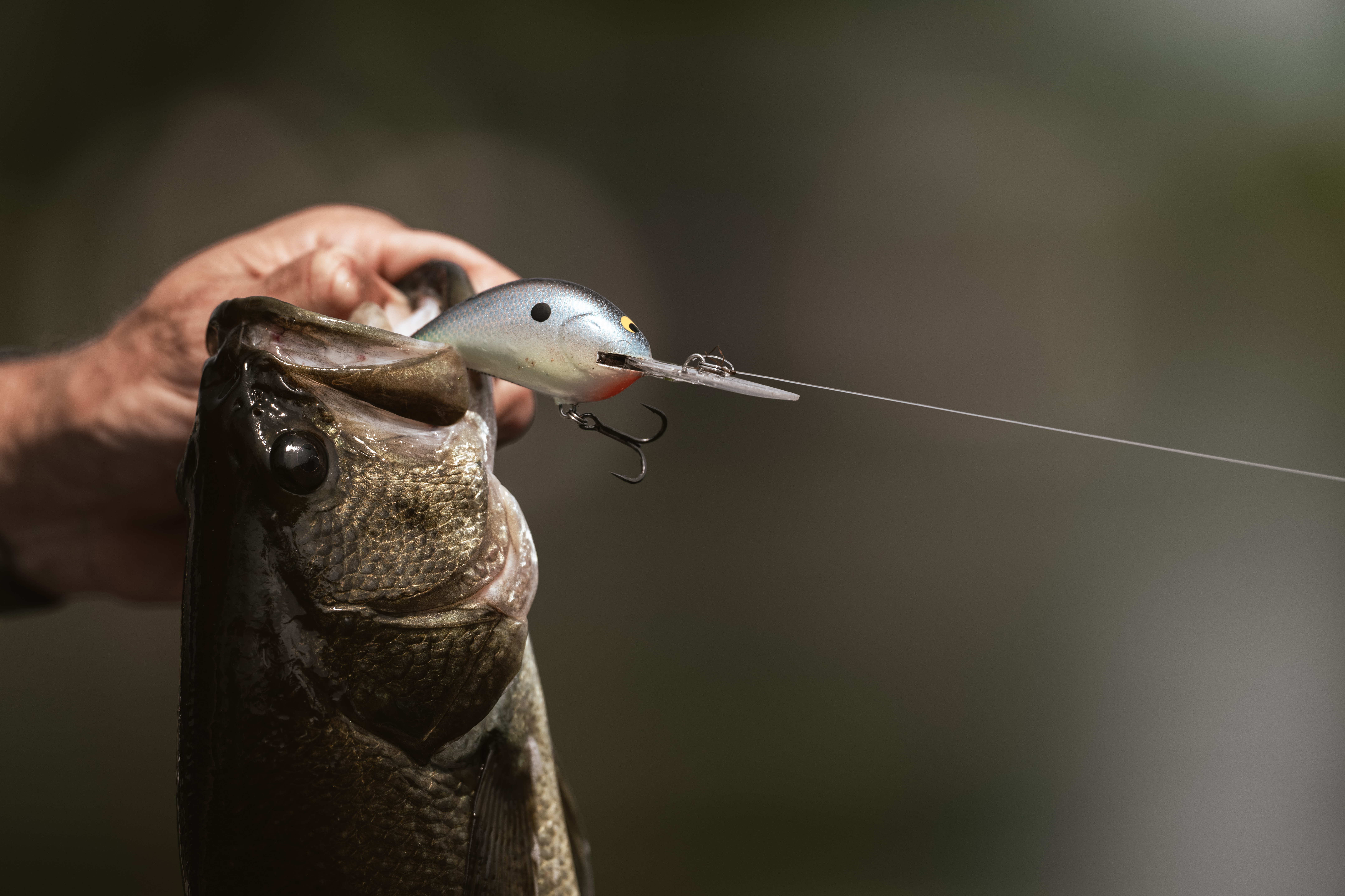 Summertime Bass Fishing System