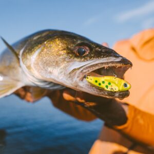 Shiverin' Shad