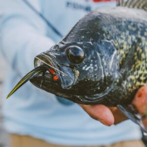 Tungsten Crappie Bou