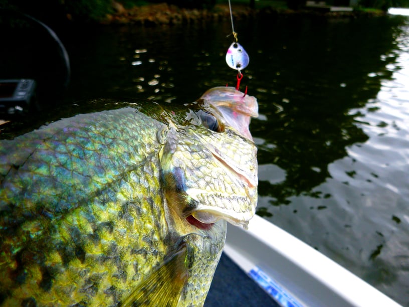A crappie caught on a spoon and being held over the water.