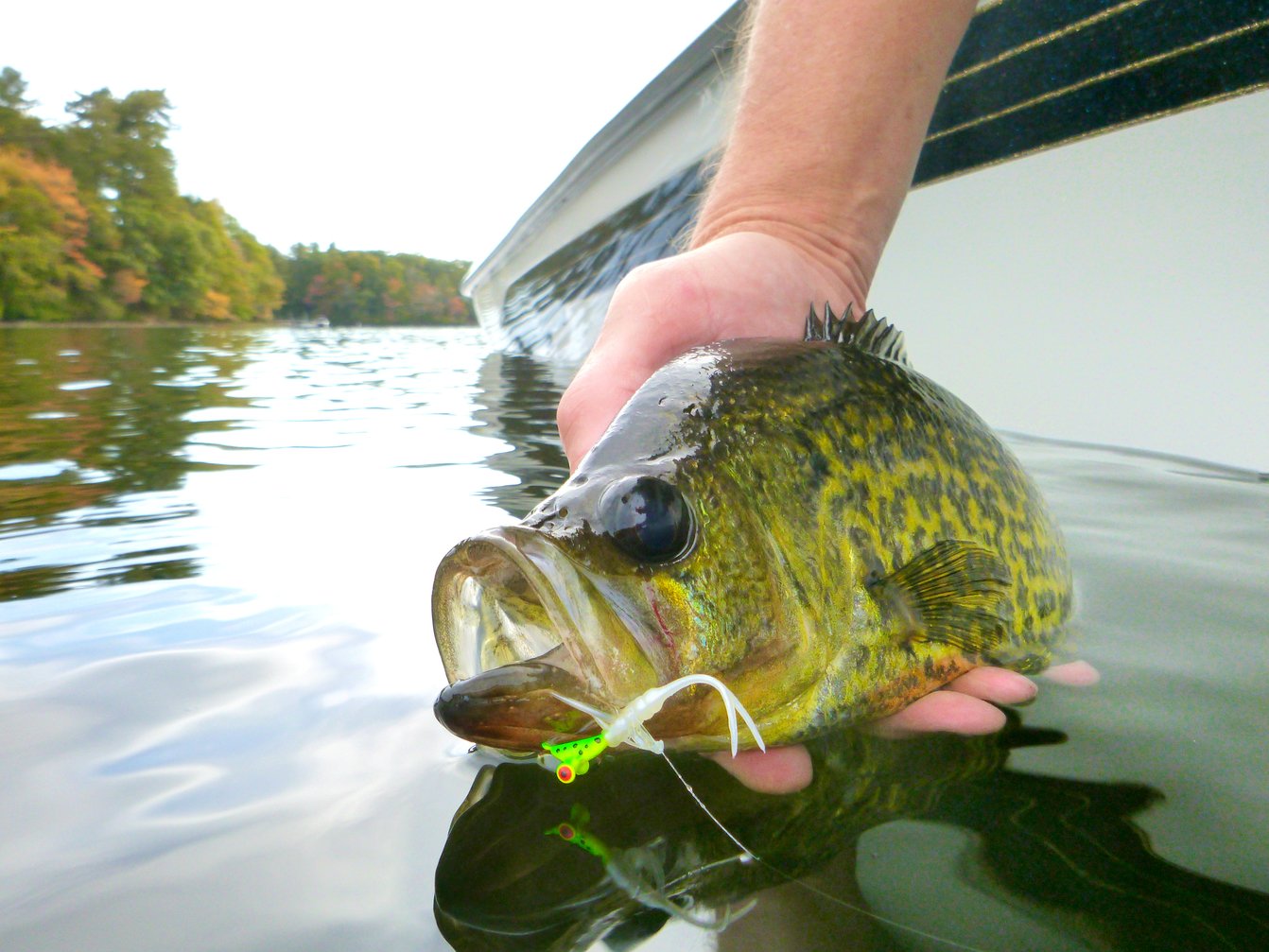 Angler caught a crappie on an Impulse Water Flea jig.
