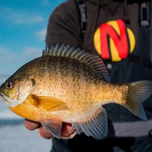 Winning Tactics For Big Panfish