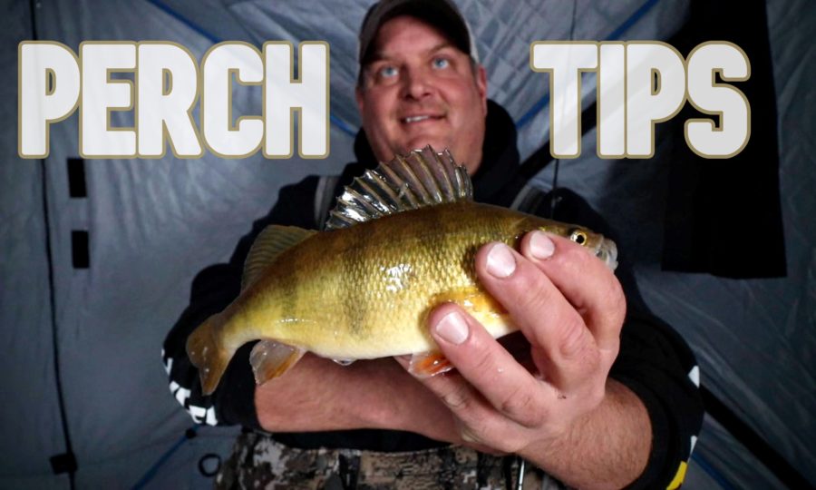 Perch Fishing Tips & Tactics (lures, Bait & Jigging Cadence)