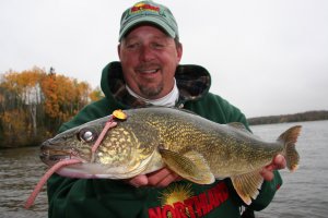 Walleye caught on a live-bait rig.