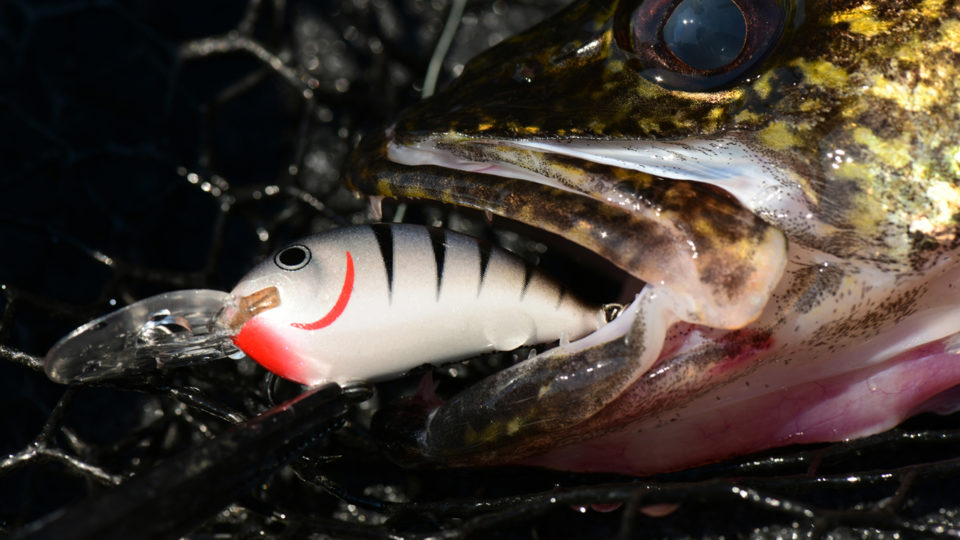 New! Northland Walleye Snack! Rumble Bug
