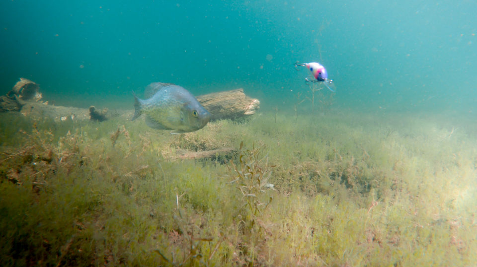 Rumble Bug crankbait under the water