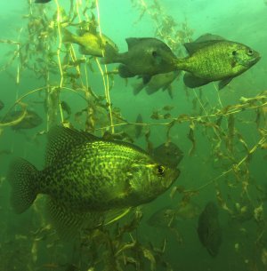 Underwater camera view of crappies.