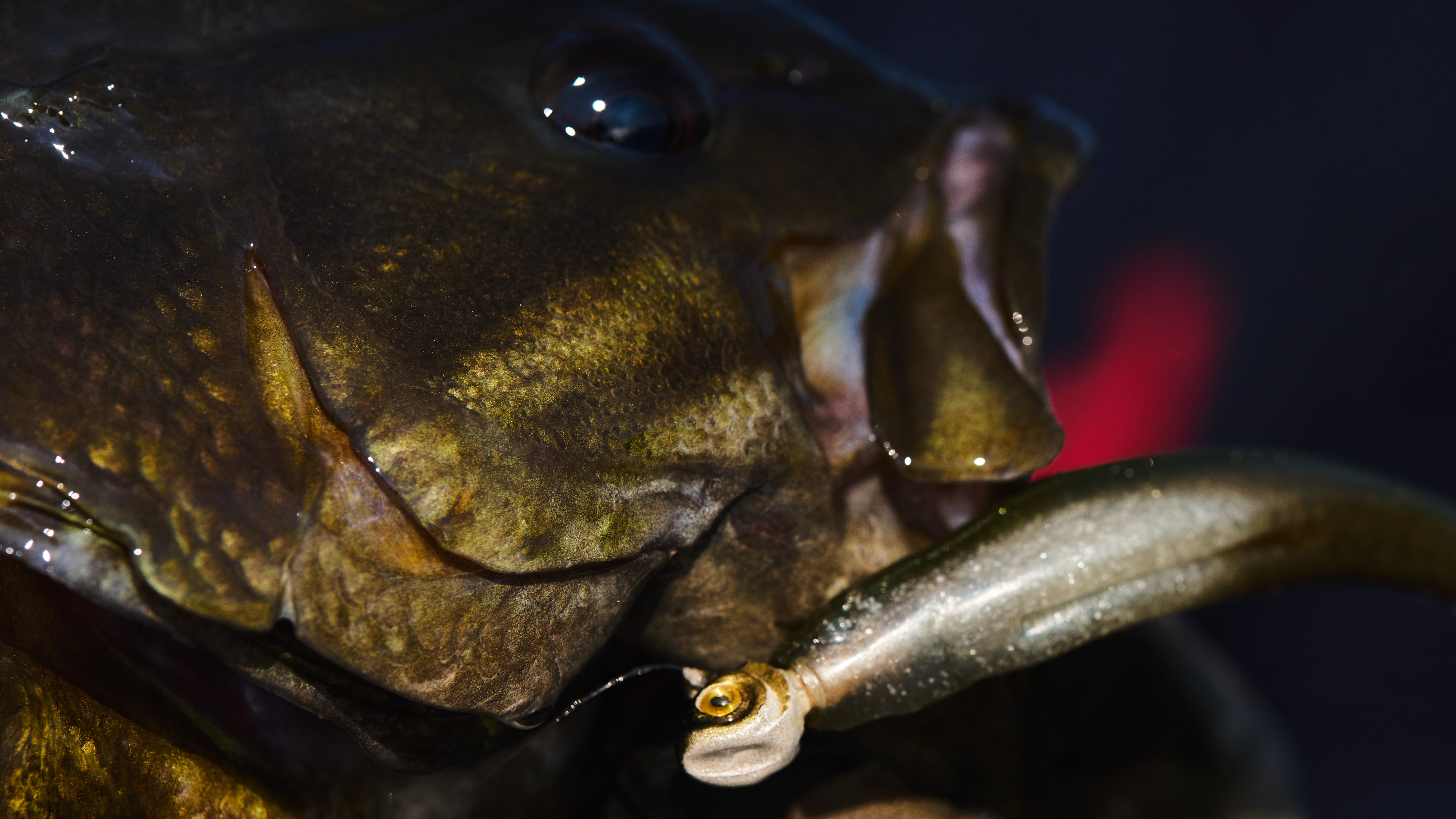 Late Summer Bass Fishing | Northland Fishing Tackle