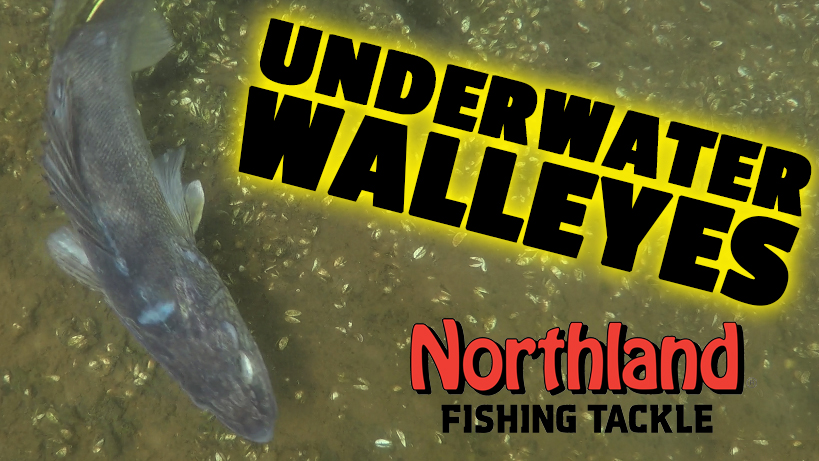 Underwater Walleye Footage