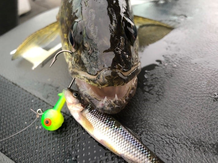 Walleye with a jig and minnow combination in it's mouth.