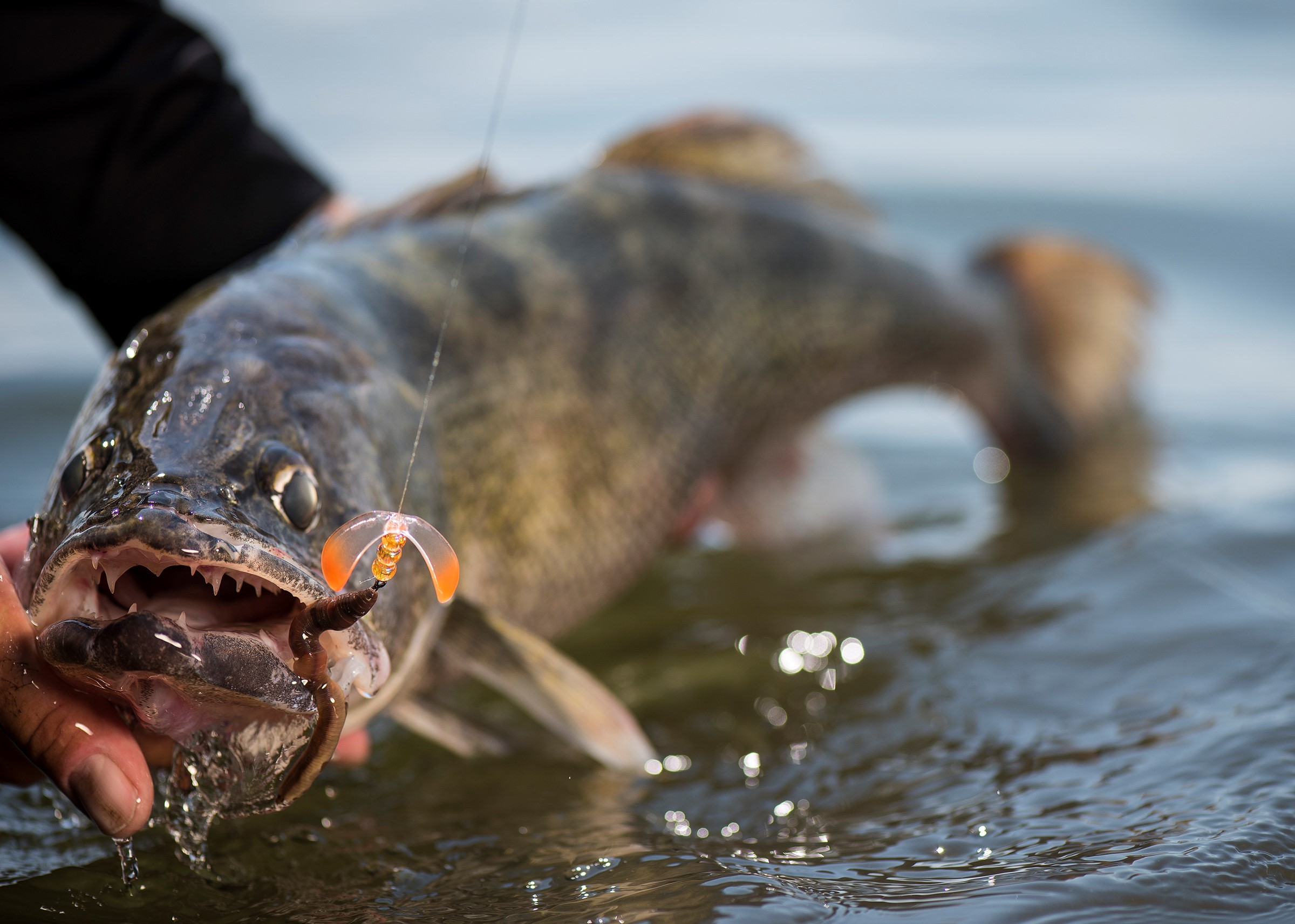 Walleye caught on a Butterfly Blade