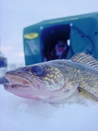 Red Lake walleye