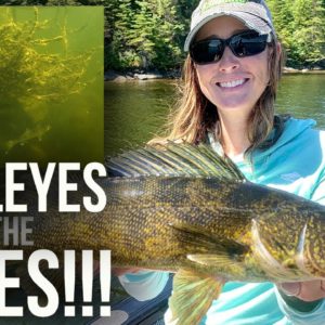Catching Walleyes In Trees! (insane Underwater Footage)