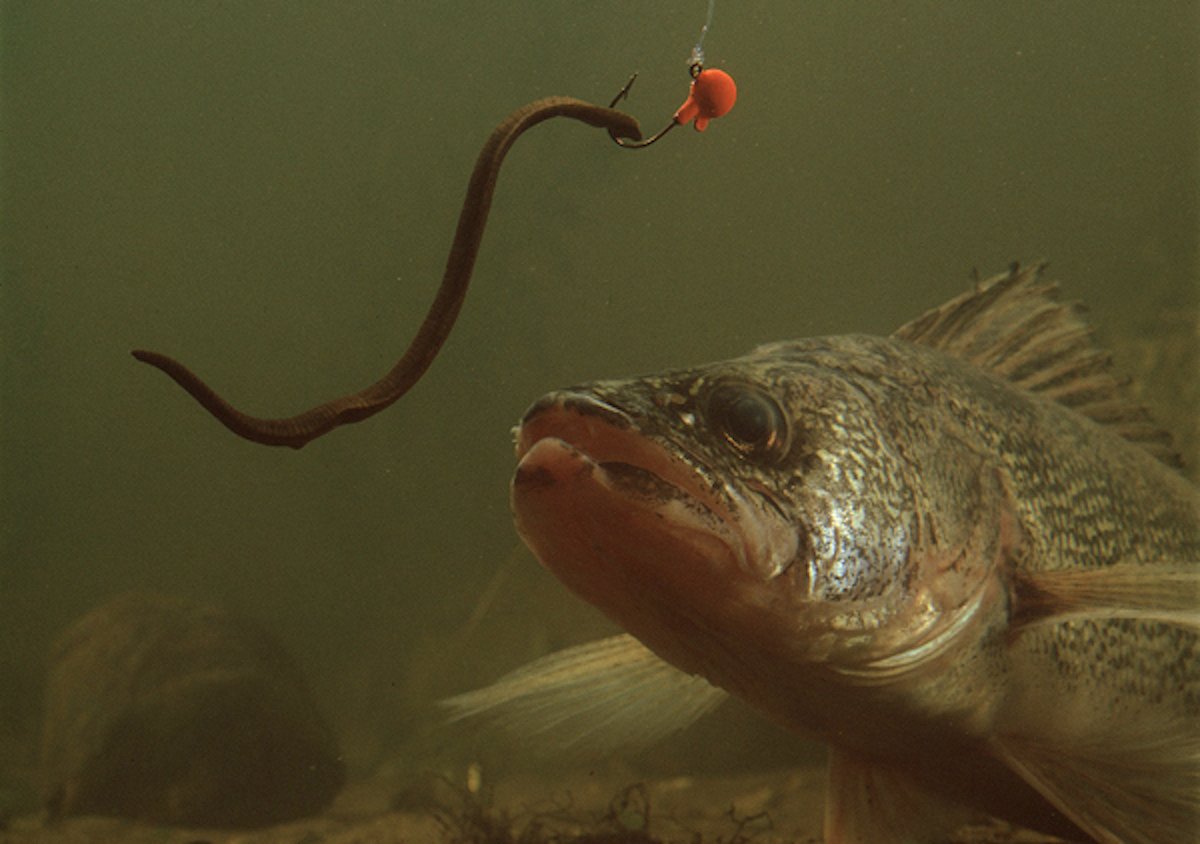 Underwater photo of a walleye looking at a Fire-Ball Jig and leech