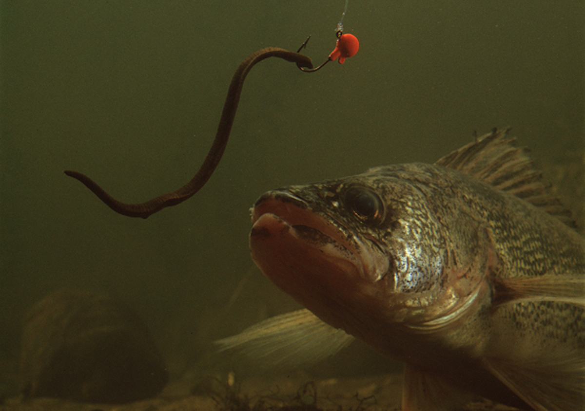 Catching Live Bait in The Evening